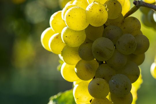 grappolo pinot bianco