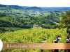 Meden Vineyard