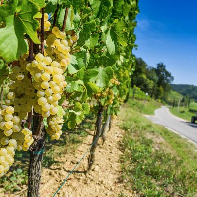 pinot bianco - grappoli