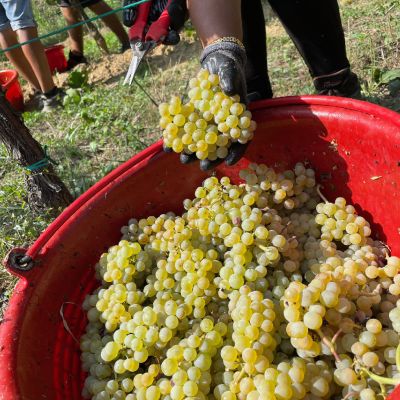 grappoli di pinot bianco