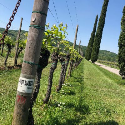 pinot-bianco-v&V-vitigno